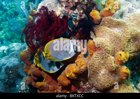 Panda Butterflyfish (Chaetodontidae Adiergastos) paar Schwamm und Featherstars. Bali, Indonesien. Stockfoto