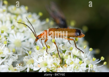 Gemeinsamen roten Soldat Käfer (Rhagonycha Fulva), Frankreich Stockfoto