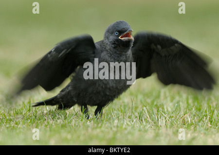 Bedelende Juveniele Kauw Op Droog Grasveld traf Laag Standpunt; Juvenile Dohle nach Essen betteln Stockfoto