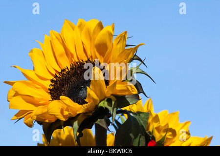 Sonnenblumengelbe Garten-Nahaufnahme von unten Bilder Fotos Bilder Fotografie auf Display horizontal in USA US hochauflösend Stockfoto