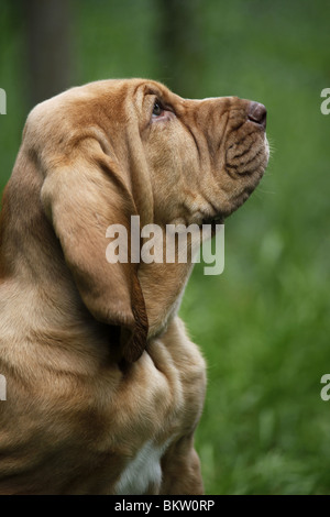 Bluthund Welpe Portrait / Portrait Bloodhound Welpen Stockfoto