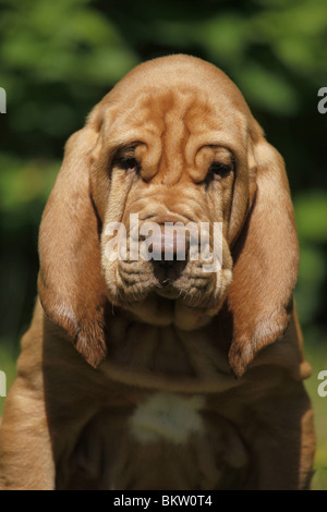 Bluthund Welpe Portrait / Portrait Bloodhound Welpen Stockfoto