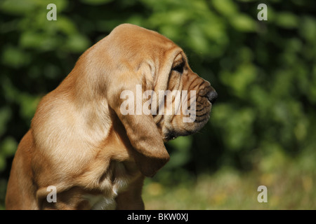 Bluthund Welpe Portrait / Portrait Bloodhound Welpen Stockfoto