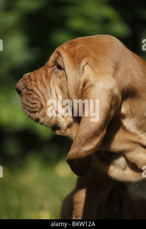 Bluthund Welpe Portrait / Portrait Bloodhound Welpen Stockfoto