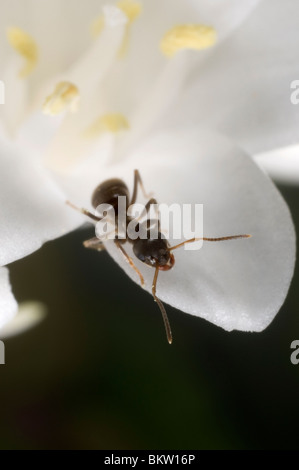 Garten Ameisen (Lasius Niger) Aufräumvorgang auf eine weiße Glockenblume Stockfoto