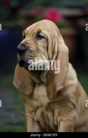 Bluthund Welpe Portrait / Portrait Bloodhound Welpen Stockfoto