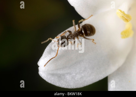 Garten Ameisen (Lasius Niger) Aufräumvorgang auf eine weiße Glockenblume Stockfoto