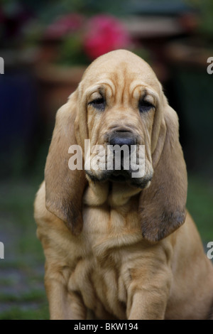 Bluthund Welpe Portrait / Portrait Bloodhound Welpen Stockfoto