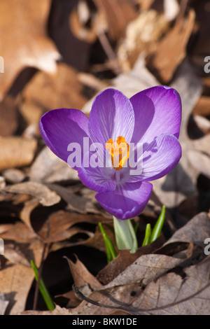 Lila Crocus Chrysanthus Blume verschwommener Hintergrund Overhead Tapete Telefon für mobile Tapeten keine künstlerische Stillleben Farbe ein Bild Hi-res Stockfoto