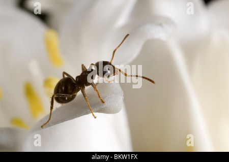 Garten Ameisen (Lasius Niger) Aufräumvorgang auf eine weiße Glockenblume Stockfoto