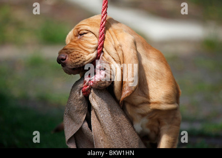 Bluthund Welpe Portrait / Portrait Bloodhound Welpen Stockfoto