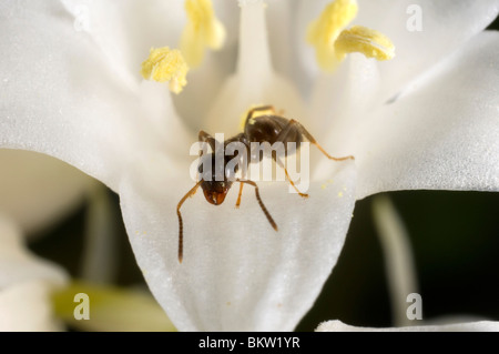 Garten Ameisen (Lasius Niger) Aufräumvorgang auf eine weiße Glockenblume Stockfoto