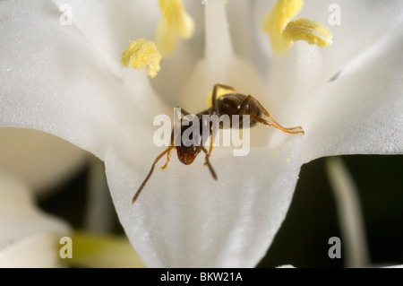 Garten Ameisen (Lasius Niger) Aufräumvorgang auf eine weiße Glockenblume Stockfoto