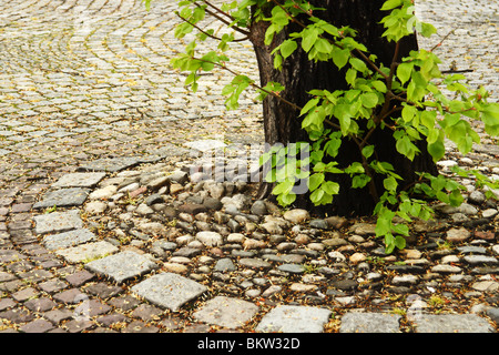 Baumstamm und frische Blätter in einer Stadt-Pflaster. Stockfoto