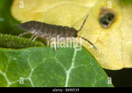 Extreme Nahaufnahme von der gemeinsamen Assel (Oniscus Asellus) auf einem Blatt Stockfoto