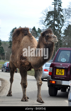 Ein großes Kamel streift, um die Autos in einem Safari-Park, Schottland Stockfoto