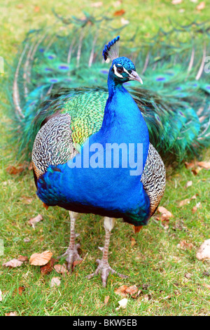 Ein Pfau Vogel auf einer Wiese, Schottland, Vereinigtes Königreich Stockfoto