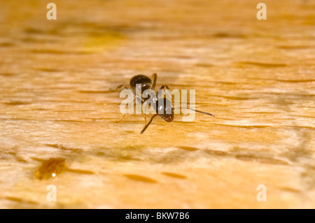 Garten Ameisen (Lasius Niger) Aufräumvorgang auf ein Schneidbrett aus Holz Stockfoto