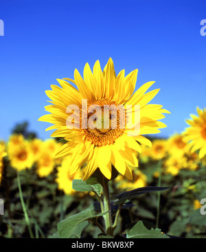 Lächelnden Sonnenblumen im Feld von Sonnenblumen, Provinz Taranto, Apulien Region, Italien Stockfoto