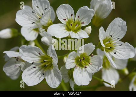 Close-up van Bovenkant bloeiwijze Stockfoto