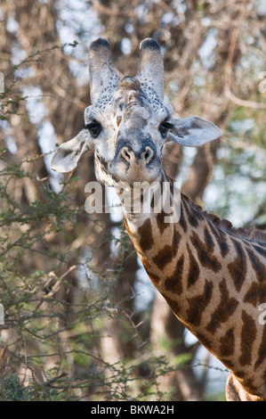 Masai-Giraffe (Giraffa Plancius Tippelskirchi), single-Männchen in der Balz, Nahaufnahme, Tsavo Ost NP, Kenia, Afrika Stockfoto