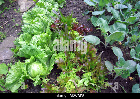 Gesundes Gemüse wächst in einem Garten Stockfoto