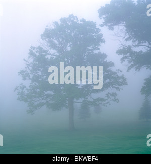 Morgen Nebel gehüllt Eiche, Füchse Golf Club, älteste kontinuierlich Lauf in USA 1887, Clarion County, Pennsylvania USA Stockfoto