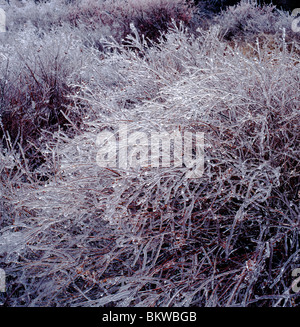 Boden Pflanzen bedeckt mit schweren Frost in der Pocono Mountains in Pennsylvania, USA Stockfoto