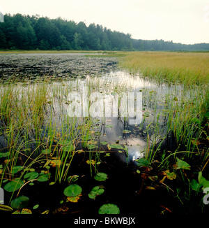 Black Moshanon Lake, schwarz Moshanon State Park, einem einzigartigen natürlichen Moor im Zentrum von Pennsylvania, USA Stockfoto