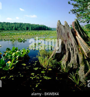 Black Moshanon Lake, schwarz Moshanon State Park, einem einzigartigen natürlichen Moor im Zentrum von Pennsylvania, USA Stockfoto