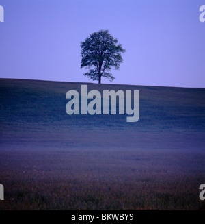 Einsamer Baum auf einem nebligen Bergrücken auf einer Pferdefarm in Chester County, Pennsylvania, USA Stockfoto