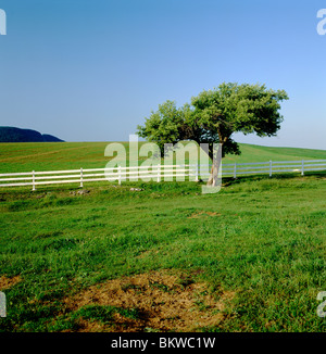 Weide, Zaun und Darlehen Baum auf dem einsamen Ort Hof, in der Nähe von Bellefonte, zentralen Pennsylvania, USA Stockfoto