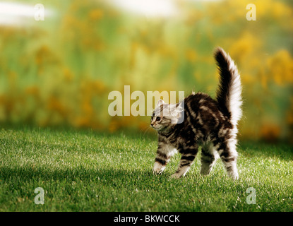 Hauskatze. Kätzchen (12 Wochen alt) ballen den Rücken und spucken Stockfoto