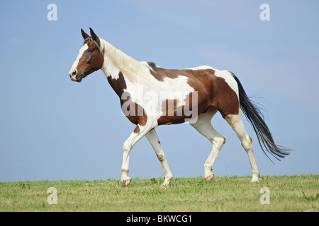 Tschechische Warmblut Pferd Trab Wiese Stockfoto