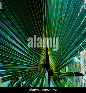 Nahaufnahme der Wedel von einem Palmetto Baum Blatt, Ding Darling National Wildlife Refuge, Sanibel Island, Florida, USA Stockfoto