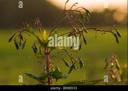 Samenkapseln von Drüsige Springkraut (Impatiens Glandulifera) in der Nähe von Garstang, Lancashire, England Stockfoto