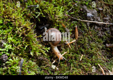 Land-Schnecke auf bemoosten Log sommergrünen Wald im Osten der USA Stockfoto