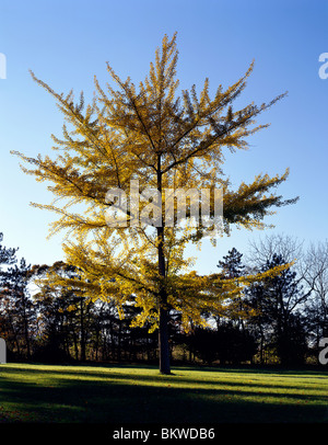 Herbstliche Ansicht der Ginko Baum, Ginkgo Biloba, auf dem Grundstück des Hauses Pearl S. Buck, Umbauarbeiten, Pennsylvania, USA Stockfoto