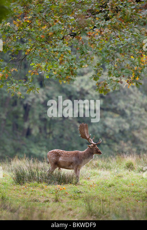 Damwild stehen Wiese / Dama Dama Stockfoto