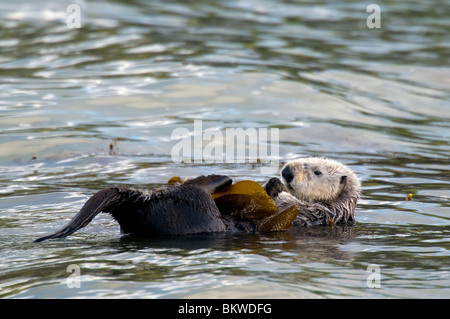 Seeotter Enhydra lutris in Seetang bett Point Lobos State Reserve Kalifornien USA Stockfoto