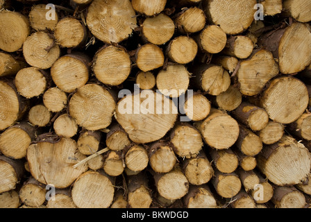 Stapel von frisch geschnittenen Kiefer Protokolle Stockfoto