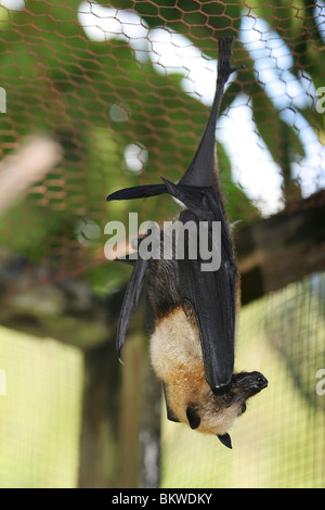 Seychellen-Flughund hängen / Pteropus Seychellensis Stockfoto