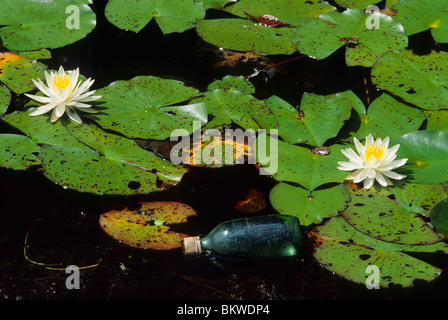 Wasserverschmutzung verworfen Flasche schweben neben duftenden Seerosen Nymphaea Odorata Südosten der USA Stockfoto