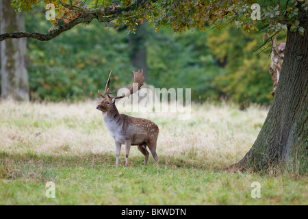 Damwild stehen Wiese / Dama Dama Stockfoto