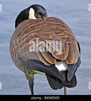 Kanada-Gans ruht auf einem Hintergrund von Wasser Stockfoto