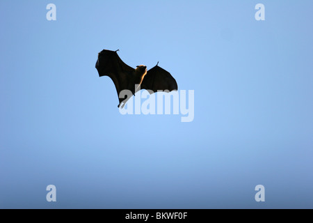 Seychellen-Flughund fliegen / Pteropus Seychellensis Stockfoto