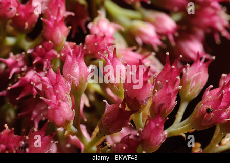 Nahaufnahme Detail der einzelnen Blüten von Sedum Eis-Pflanze (Sedum Spectabile) Stockfoto