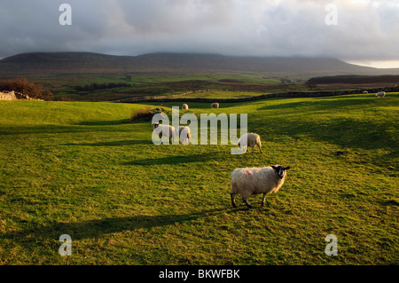 Schafe auf rauhe Weide in der Nähe von Ribblehead in den Yorkshire Dales National Park, England, mit Wolken am Ingleborough Stockfoto