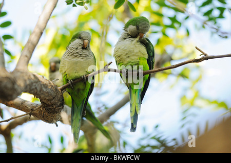 zwei Mönchssittiche Zweig / Myiopsitta Monachus Stockfoto