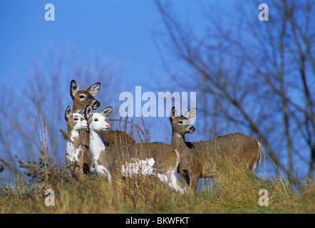Whitetail Doe mit ihrem Jährlinge, einschließlich zwei gescheckten Rehen Südosten der USA Stockfoto